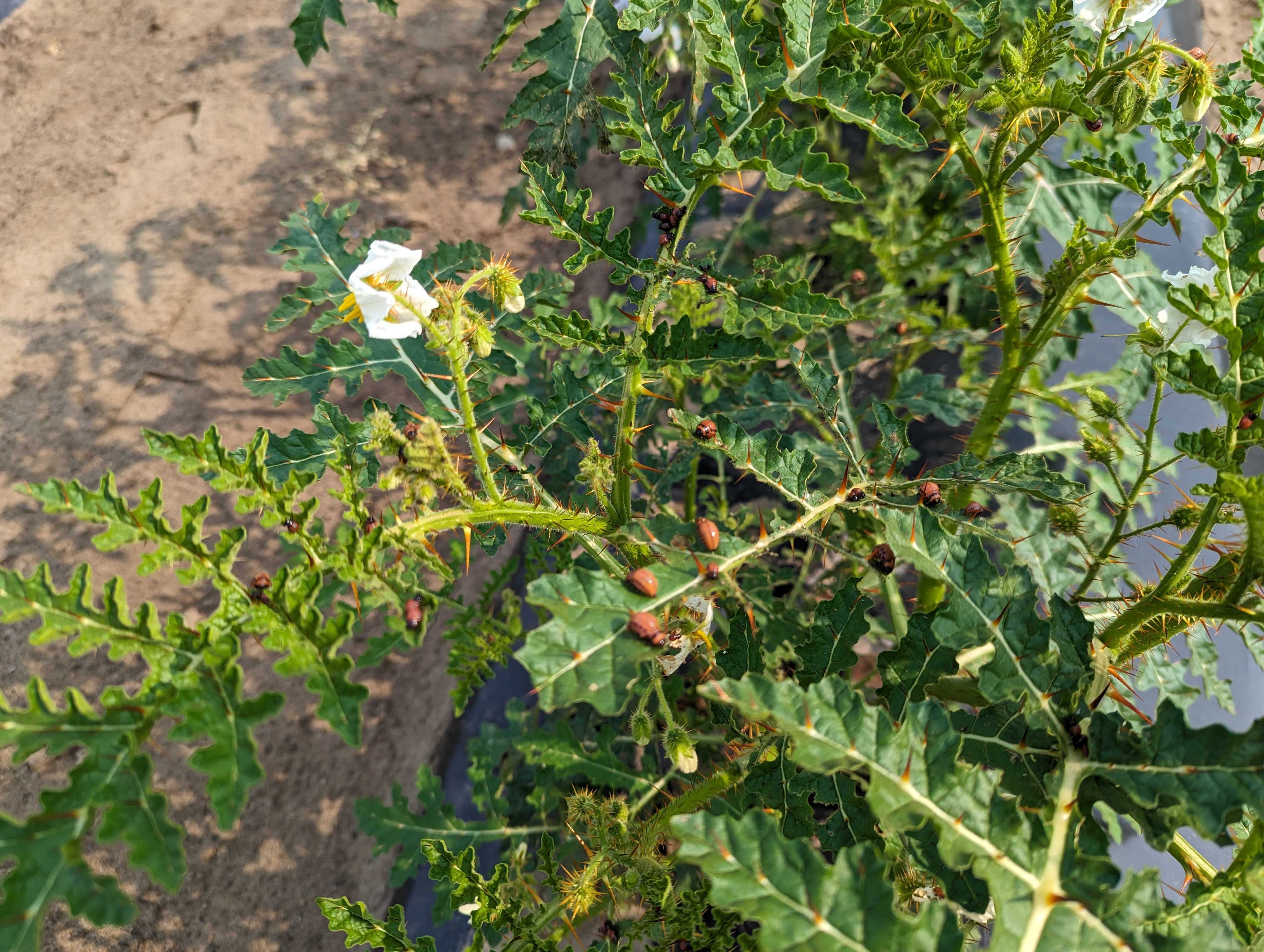 Colorado potato beetles on litchi tomato plant.